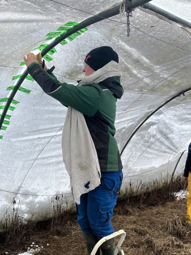 Lotta flickt das entstandene Loch im Folientunnel