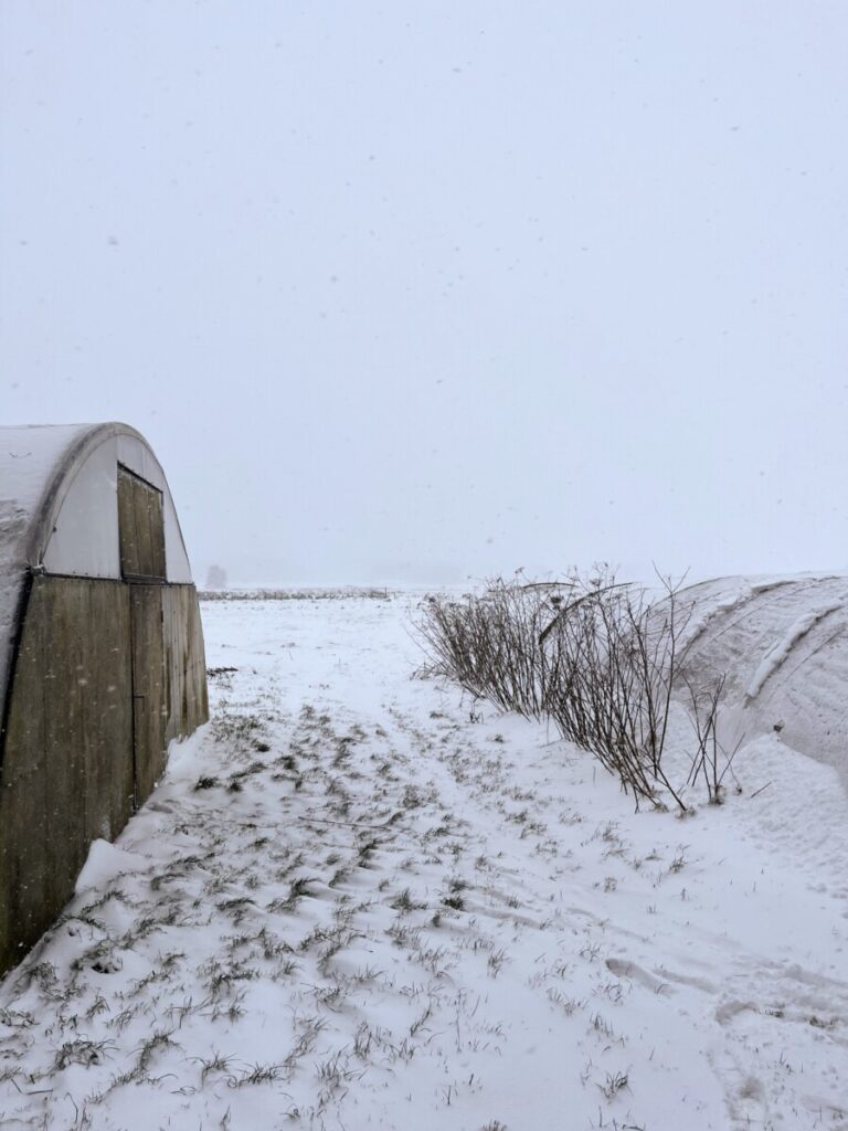 Zwei Folientunnel mit Schnee bedeckt im weißen Garten
